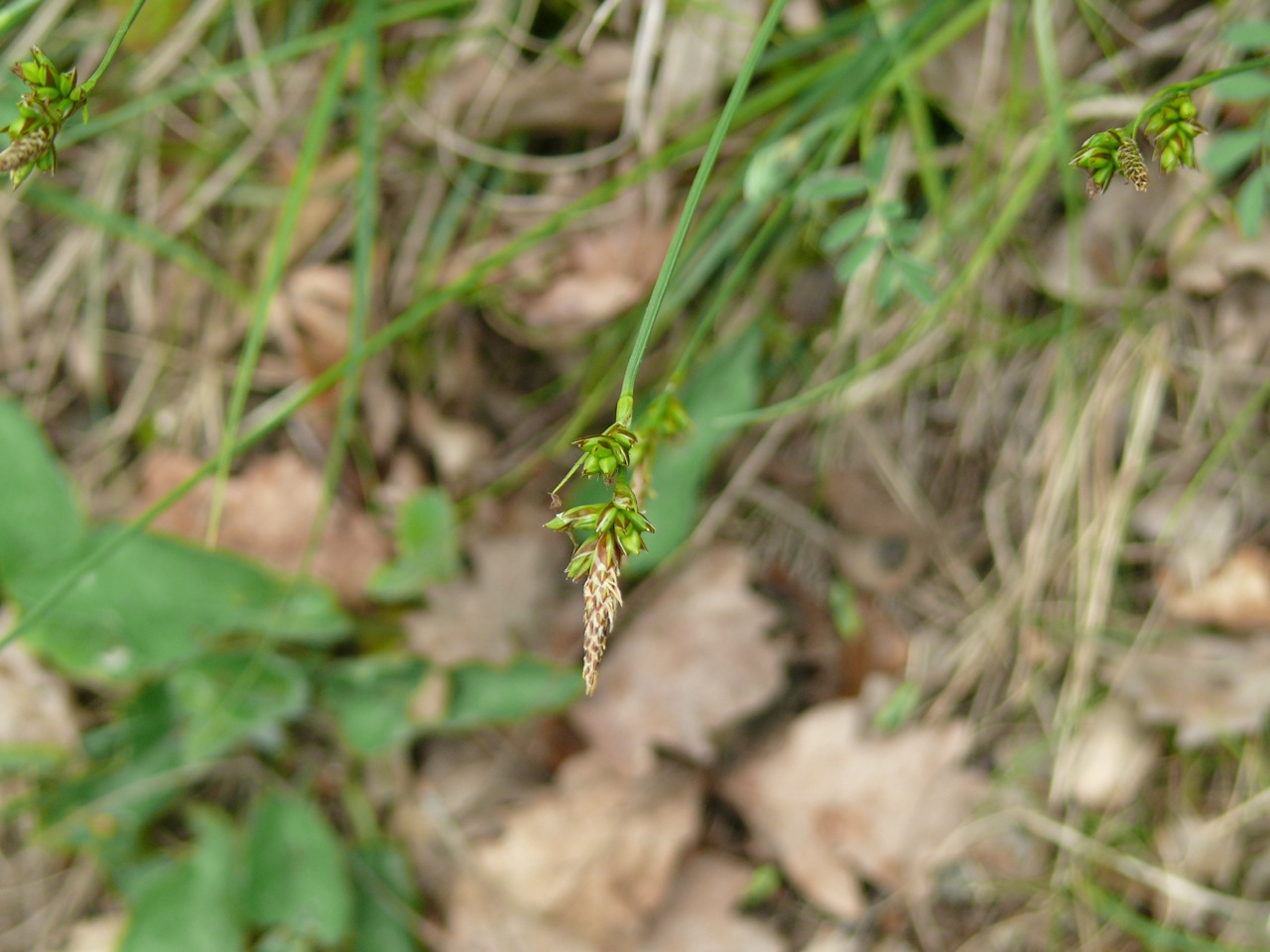 Laîche (<em>Carex 1</em>) - Une laîche à identifier.