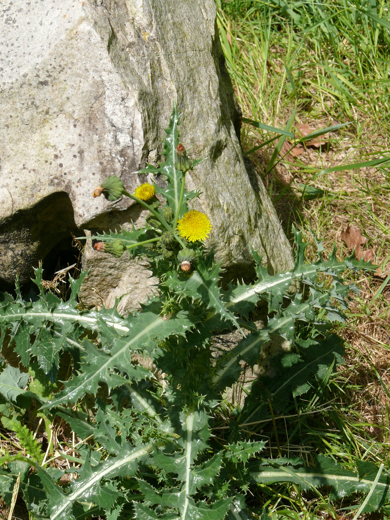 Laiteron épineux (<em>Sonchus asper</em> Hill) - Un laiteron très commun presque toute l'année.