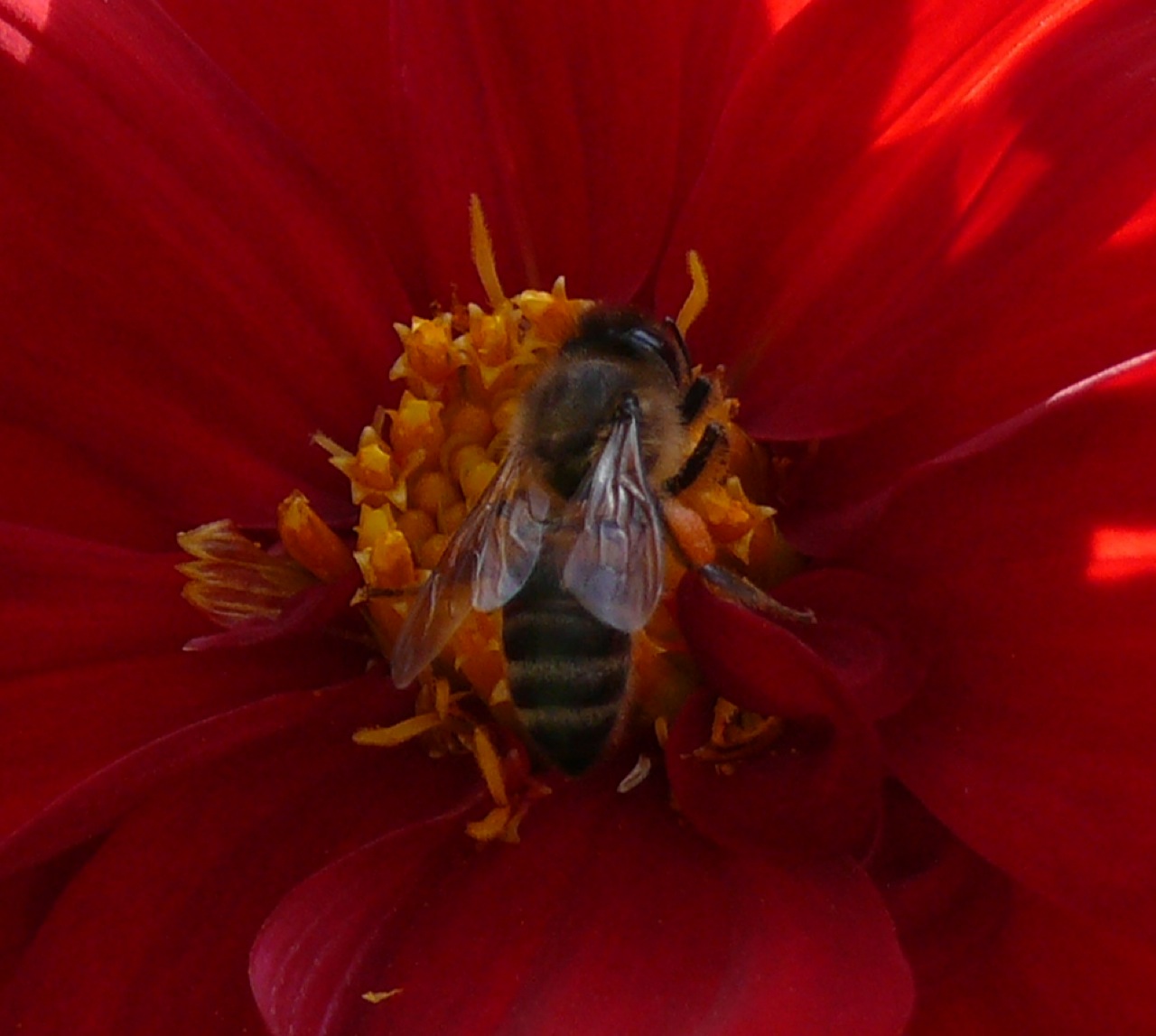 Abeille domestique - On peut voir le pollen stocké sur la patte arrière