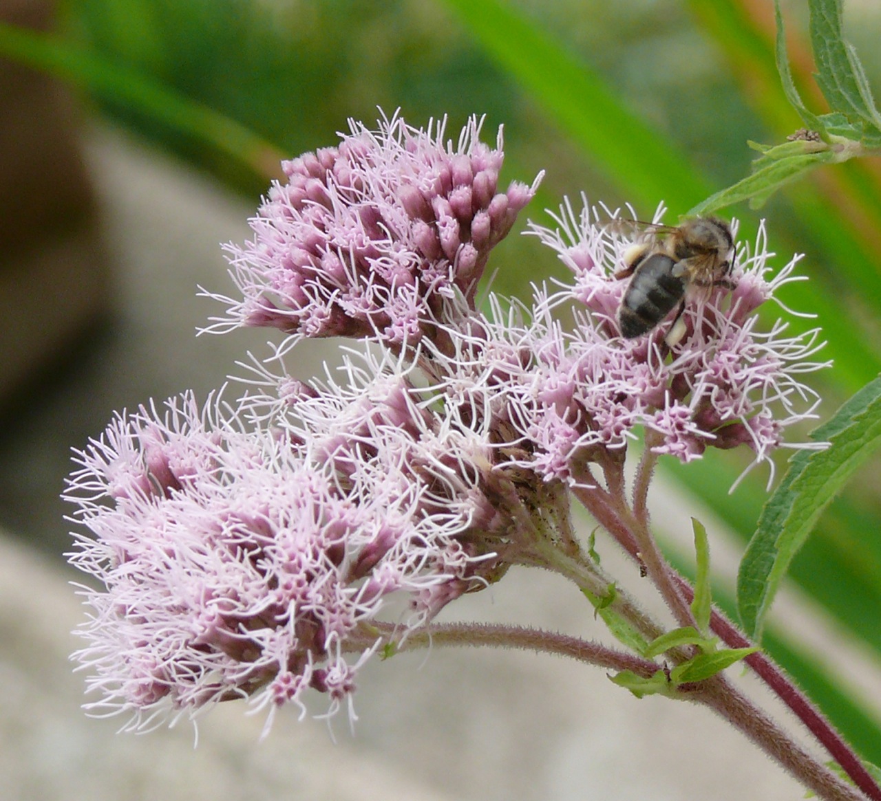 Abeille domestique - On peut voir le pollen stocké sur la patte arrière