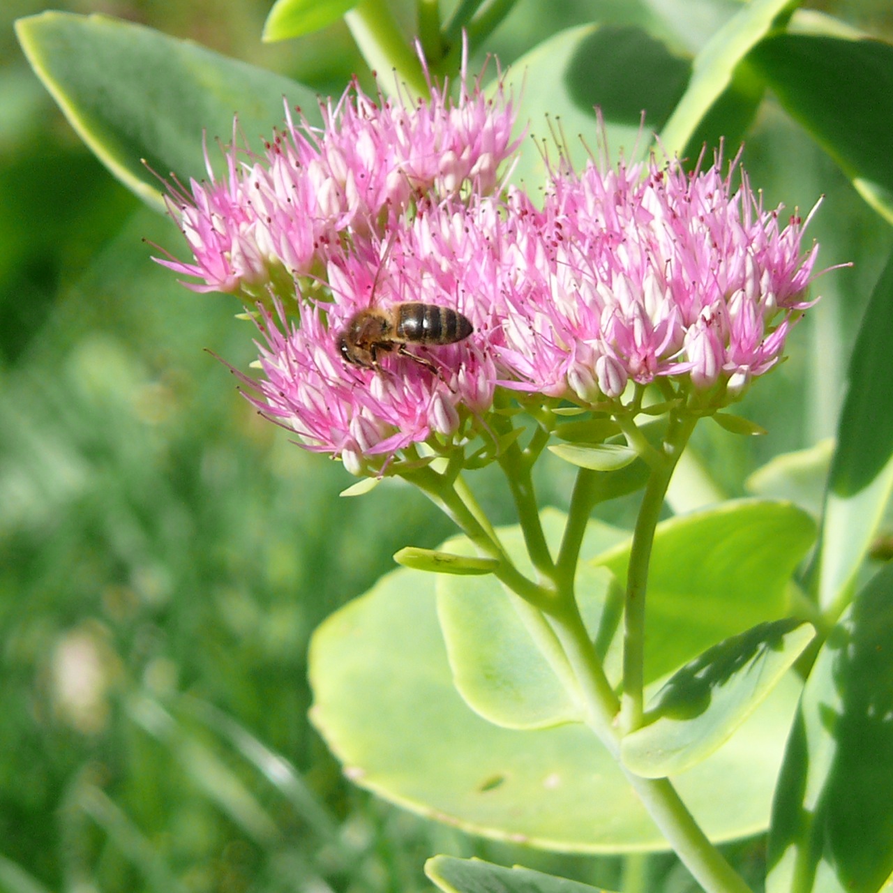 Abeille domestique - On peut voir le pollen stocké sur la patte arrière