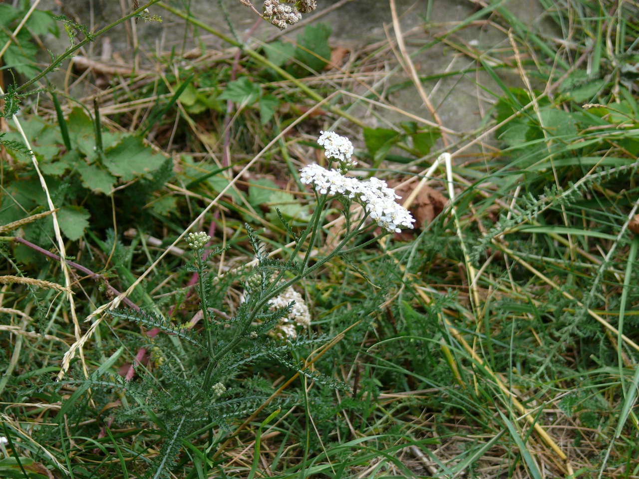 Achillée millefeuille (<em>Achillea millefolium</em> L.) - Présente toute l'année