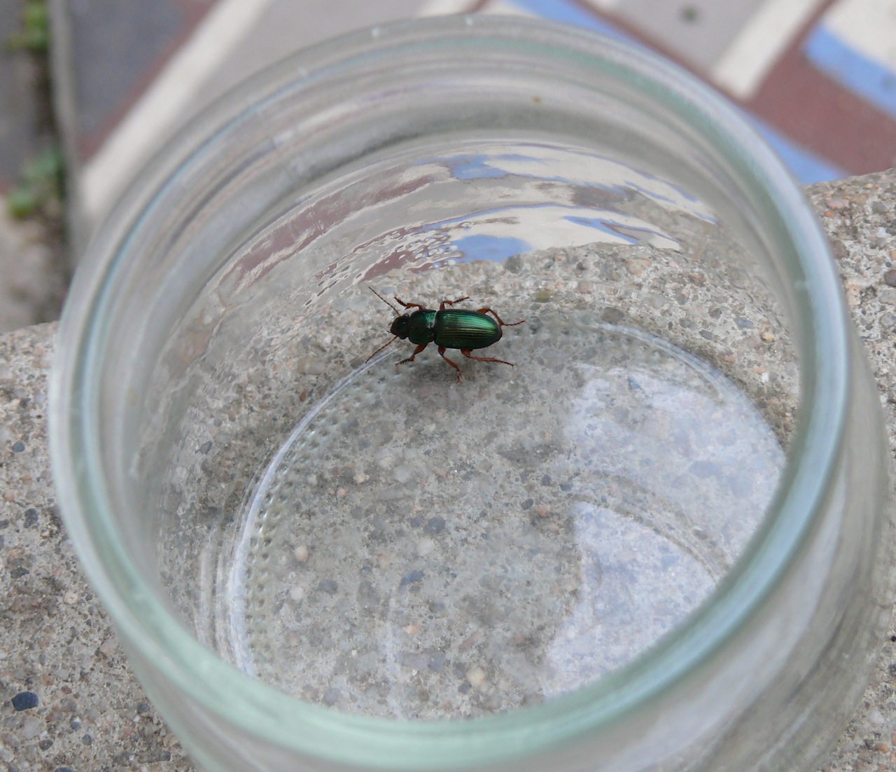 Amara (<em>Amara</em>) - De la famille des Carabidae, avec même un doute pour le genre.