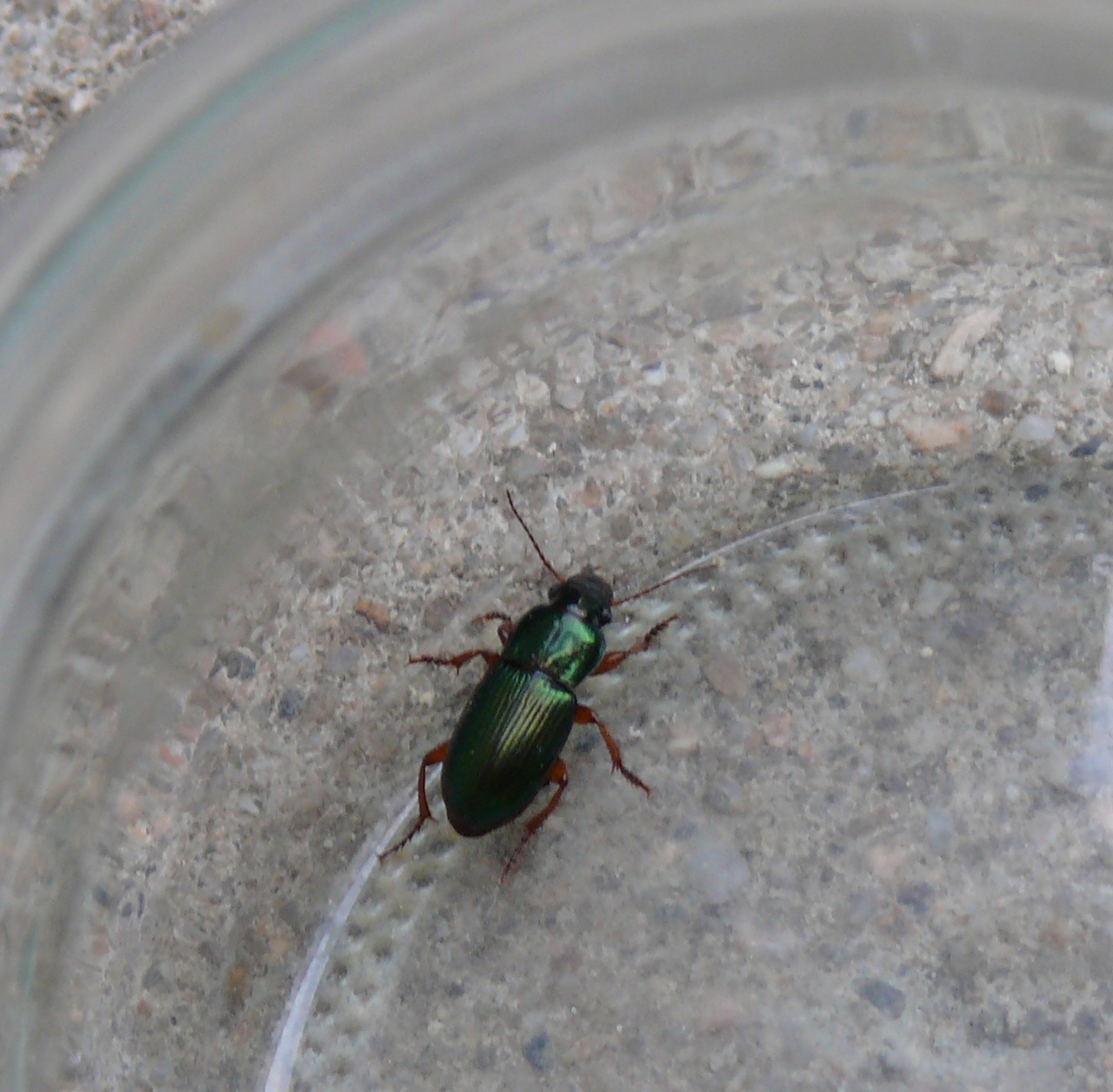 Amara (<em>Amara</em>) - De la famille des Carabidae, avec même un doute pour le genre.