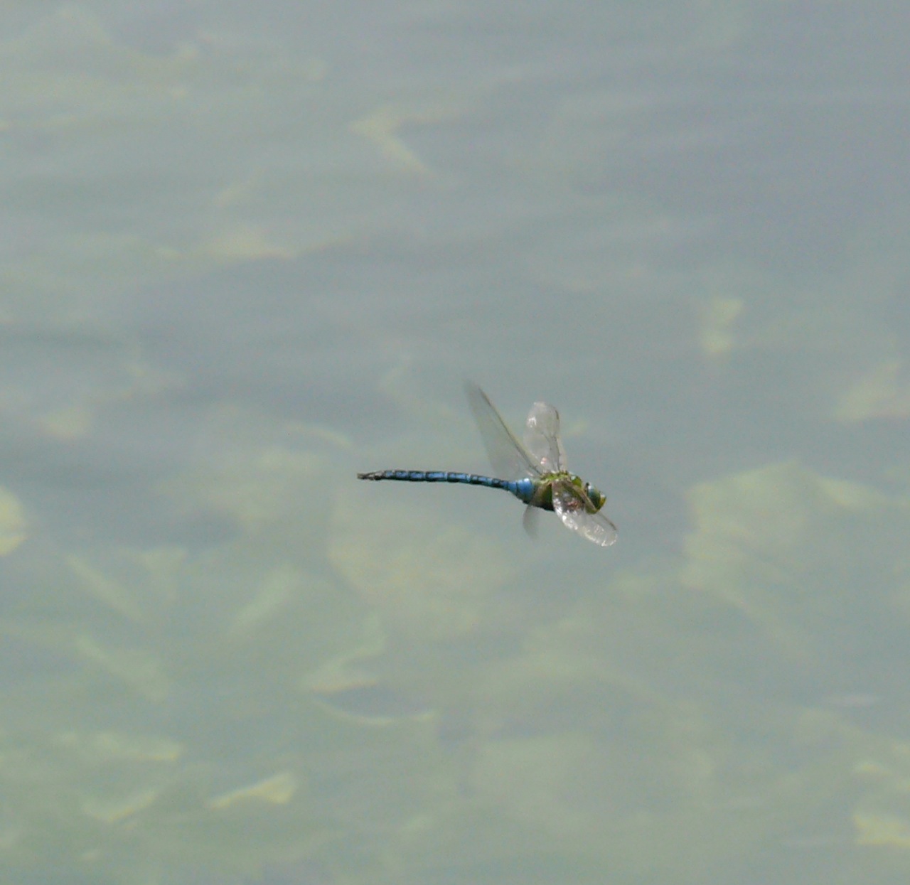 Anax empereur - Une très grande libellule qui est le plus grand insecte d'Europe, en vol sur l'étang de Moulineux.