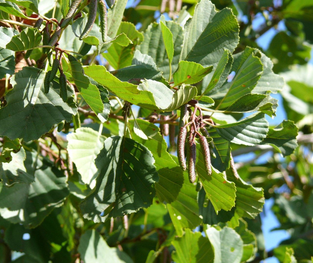 Aulne glutineux (<em>Alnus glutinosa</em> Gaertn.) - Très présent dans la vallée, au bord des étangs et de la Chalouette, les bourgeons de couleur violette sont caractéristiques