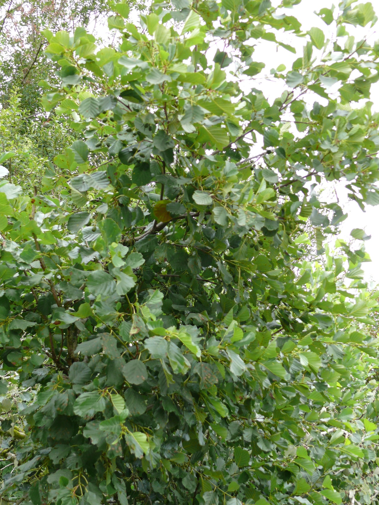 Aulne glutineux (<em>Alnus glutinosa</em> Gaertn.) - Très présent dans la vallée, au bord des étangs et de la Chalouette, les bourgeons de couleur violette sont caractéristiques