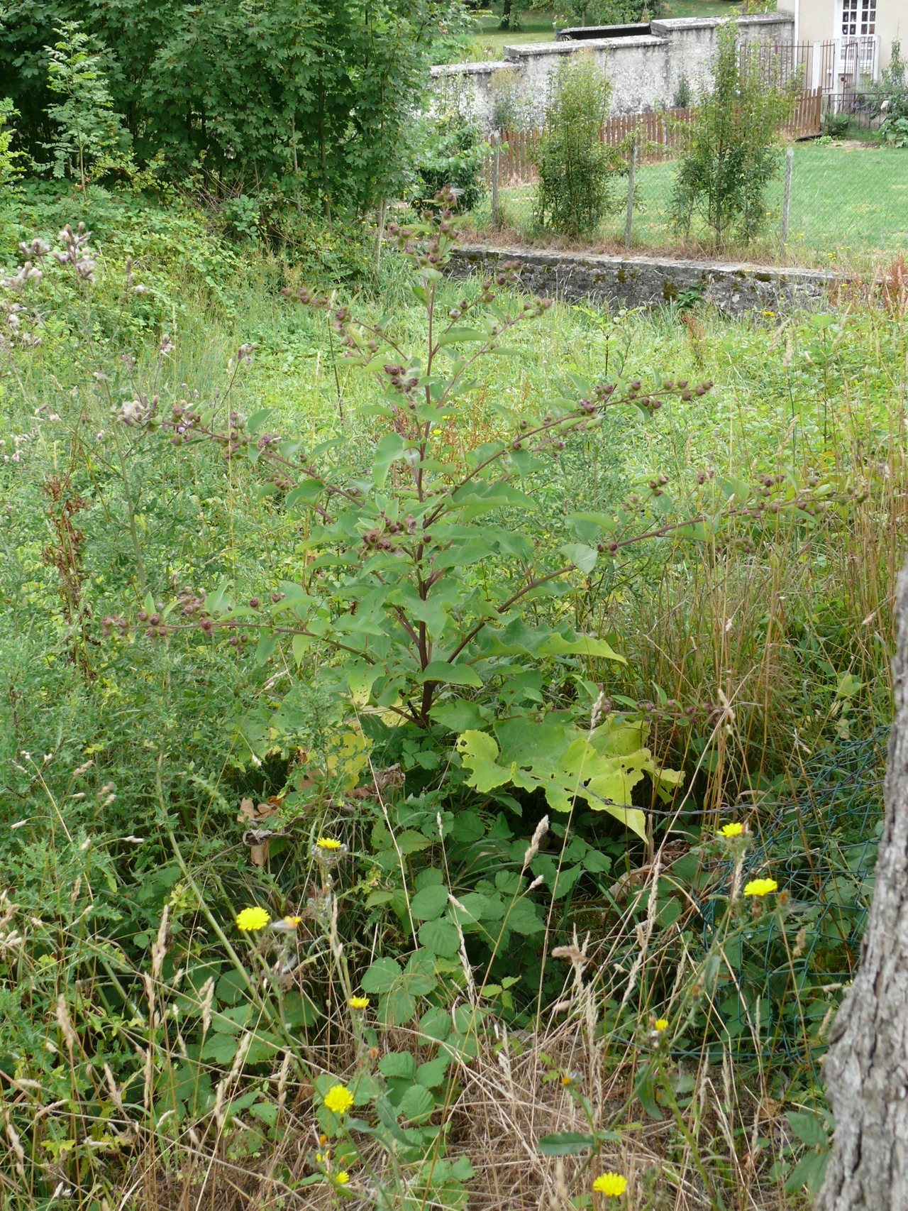 Petite bardane (<em>Arctium minus</em> Bernh.) - Grande plante, petits capitules, vue en août.