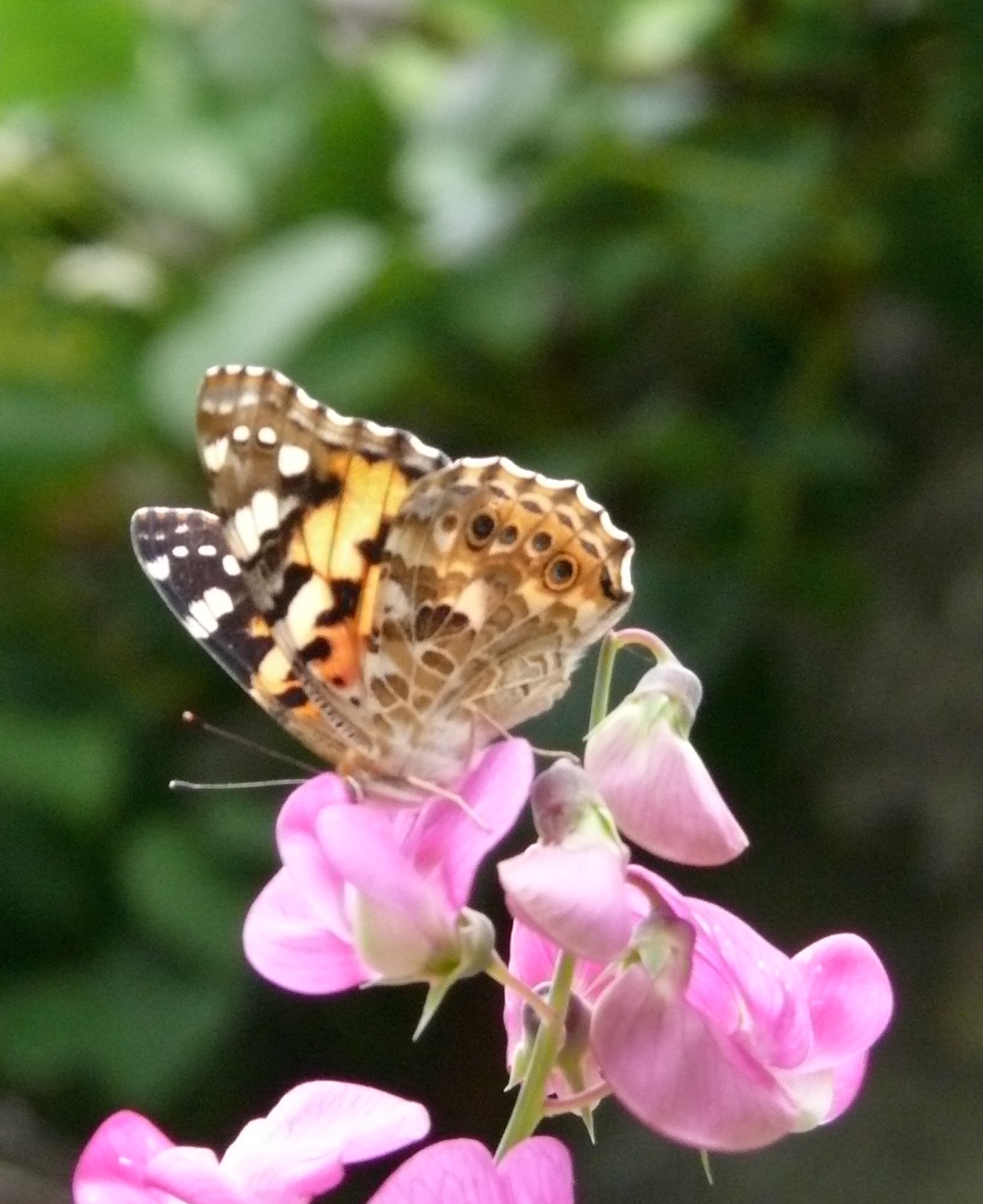 Belle dame - 