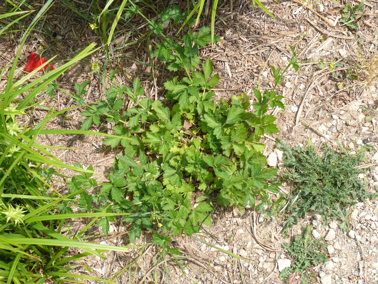 Benoîte des villes (<em>Geum urbanum</em> L.) - Plante à fleur jaune à cinq pétales, très reconnaissable par ses fruits.