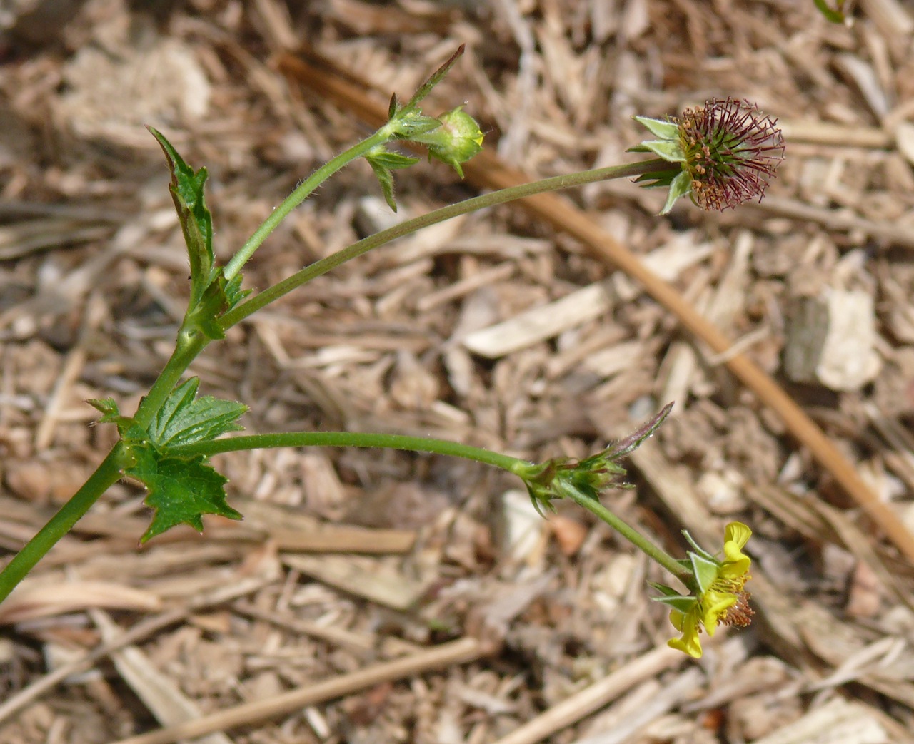 Benoîte des villes (<em>Geum urbanum</em> L.) - Plante à fleur jaune à cinq pétales, très reconnaissable par ses fruits.