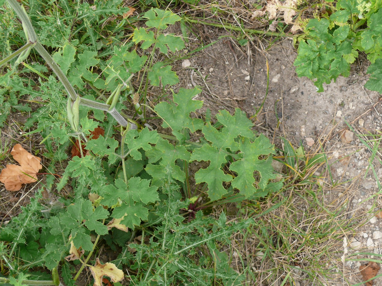 Berce sphondyle (<em>Heracleum sphondylium</em> L.) - Une grande plante, floraison août.