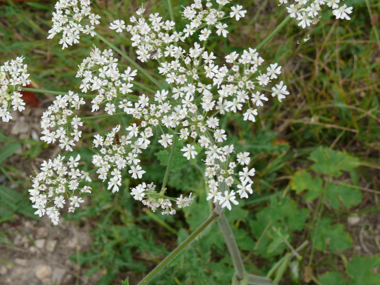 Berce sphondyle (<em>Heracleum sphondylium</em> L.) - Une grande plante, floraison août.