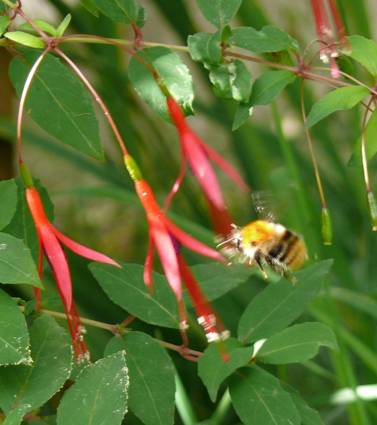Bourdon des champs - 