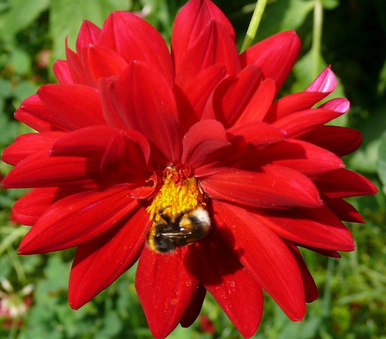 Bourdon terrestre - 