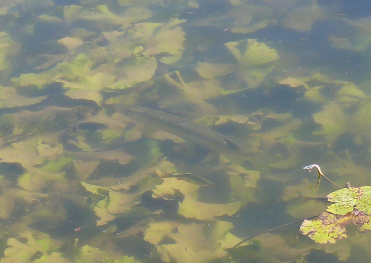 Brochet - Visible toute l'année de la digue.