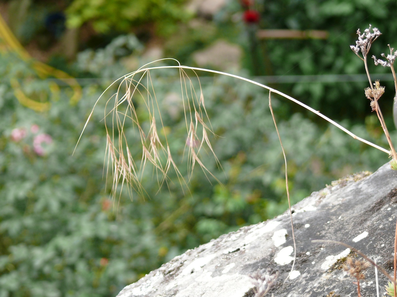 Brome stérile (<em>Bromus sterilis</em> L.) - Un exemplaire desséché et un épillet.