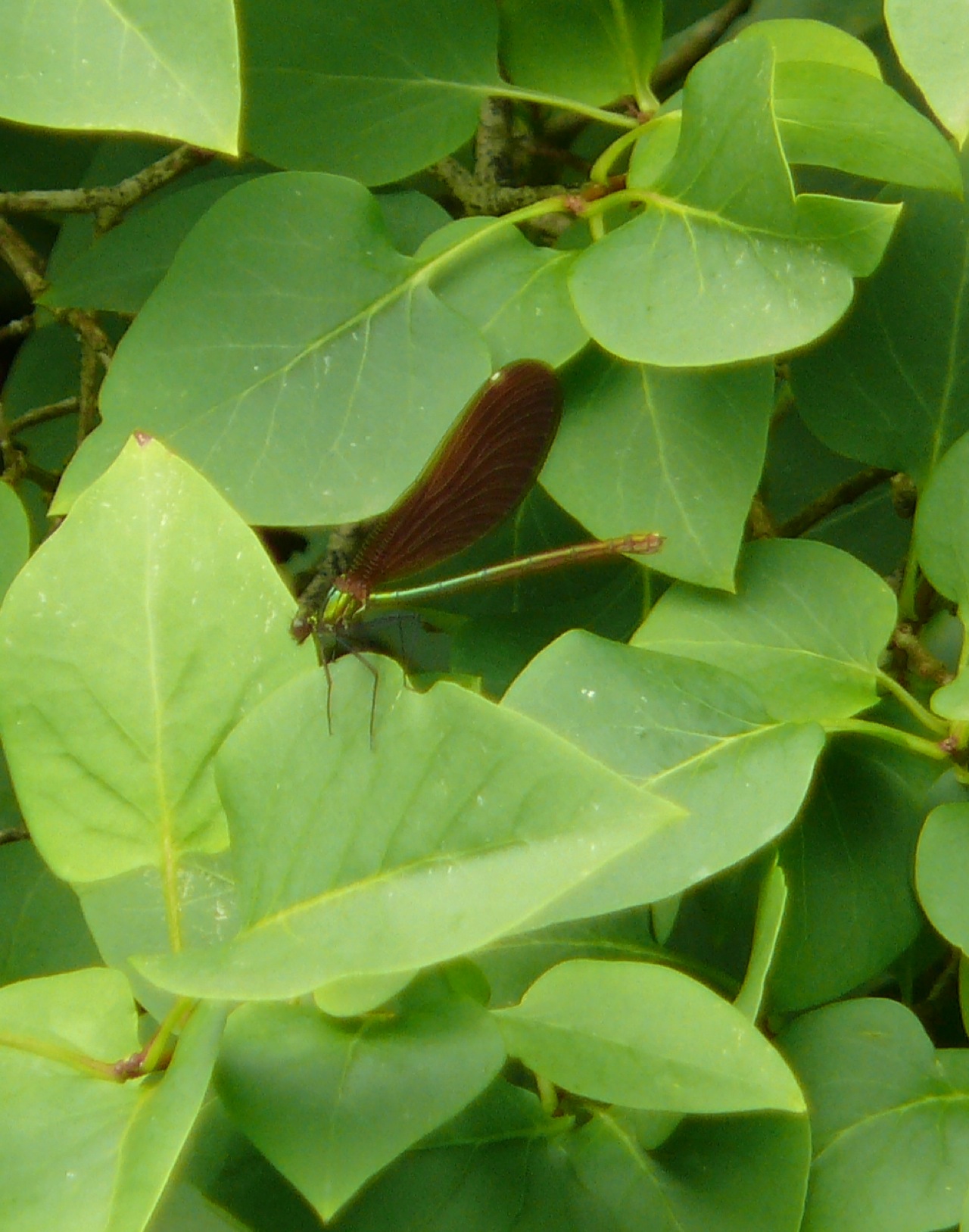 Calopteryx vierge - Un mâle (en haut) et une femelle (en bas)