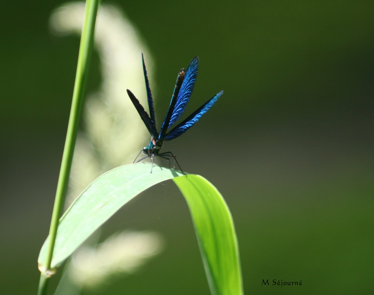 Calopteryx vierge - Un mâle (en haut) et une femelle (en bas)