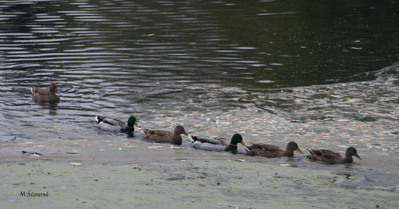 Canard colvert - Toujours présent sur l'étang de Moulineux ou à ses abords 