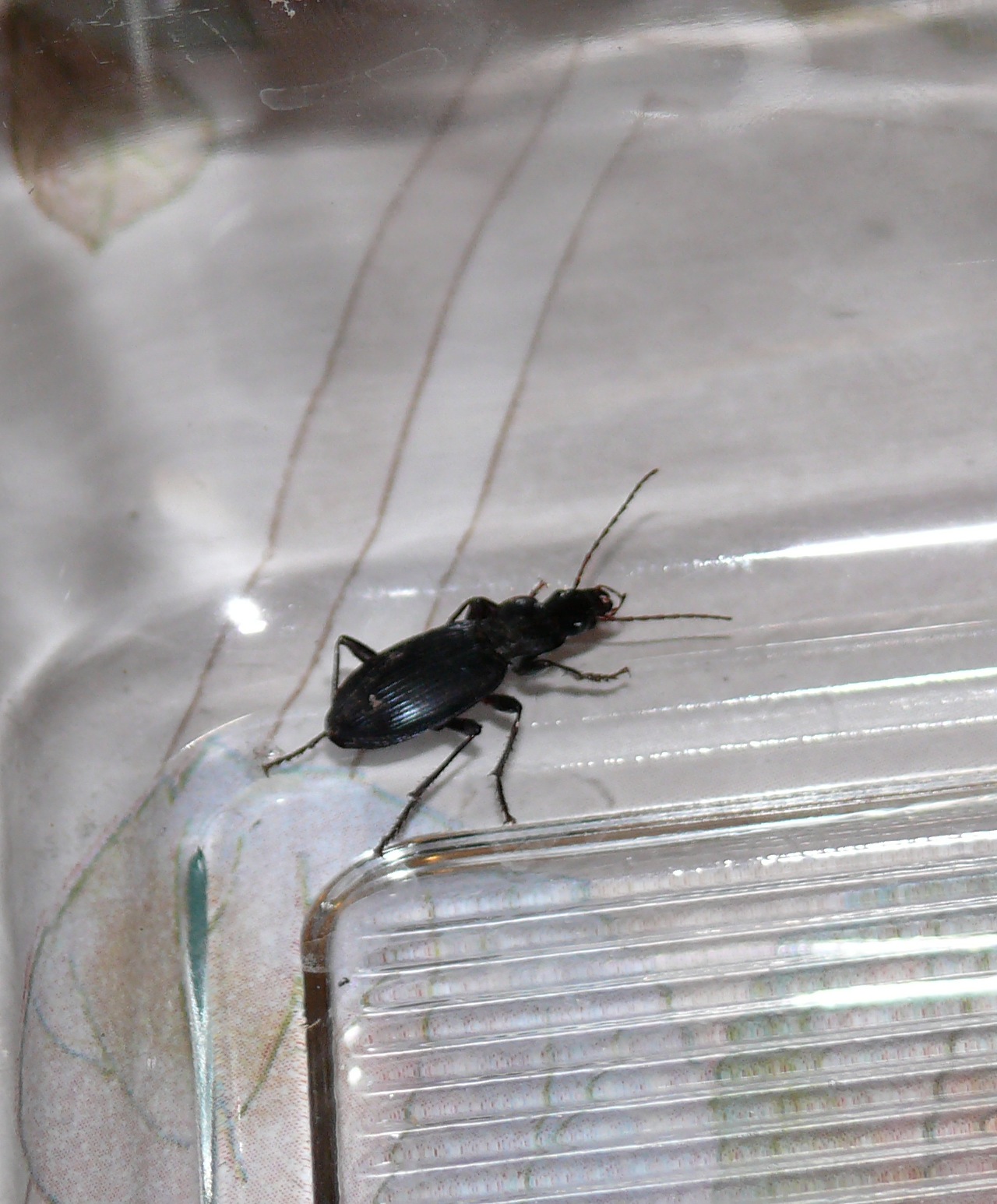 Pterostichus (<em>Pterostichus melanarius</em>) - De taille inférieure à 2cm (sans les antennes), les élytres sont normalement striés (finement et régulièrement) et brillants.