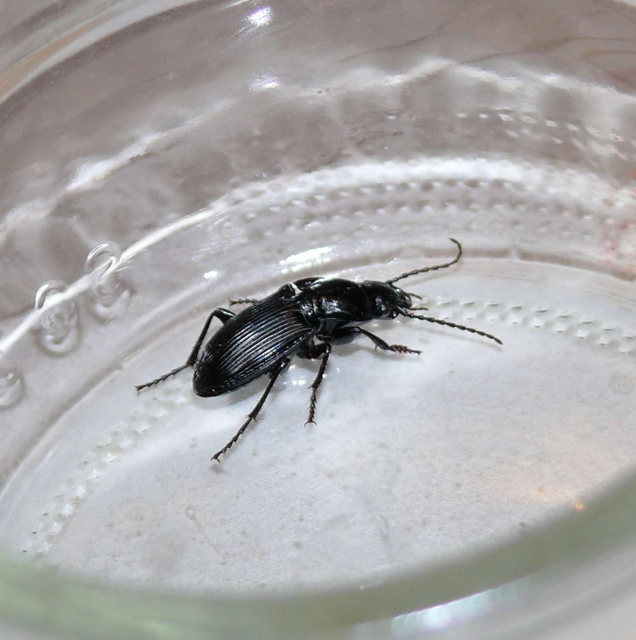 Pterostichus (<em>Pterostichus melanarius</em>) - De taille inférieure à 2cm (sans les antennes), les élytres sont normalement striés (finement et régulièrement) et brillants.