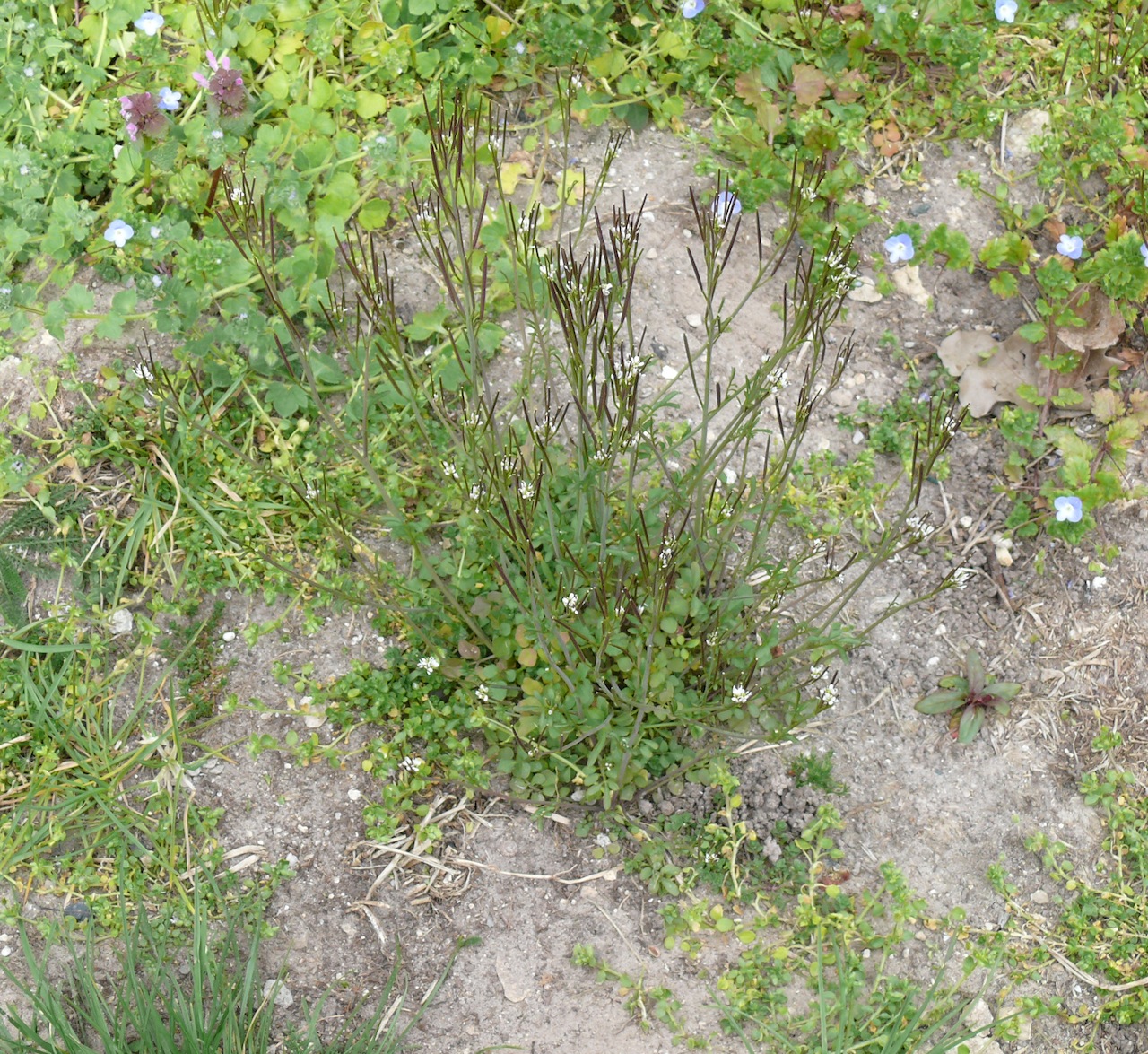 Cardamine hirsute (<em>Cardamine hirsuta</em> L.) - Une des première plante de l'année qui nourrit la chenille de l'aurore.