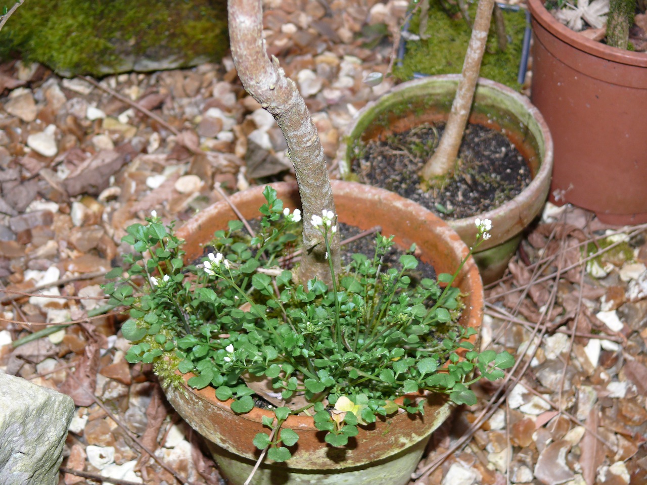 Cardamine hirsute (<em>Cardamine hirsuta</em> L.) - Une des première plante de l'année qui nourrit la chenille de l'aurore.