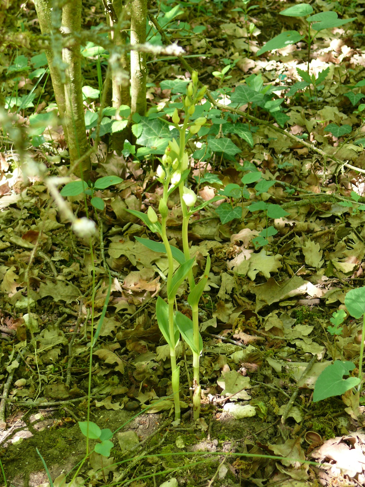 Céphalanthère pâle (<em>Cephalanthera damasonium</em> Mill.) - Une orchidée assez présente sur sol calcaire en bordure de Moulineux, sous-bois et bordure de chemin, observée début juin