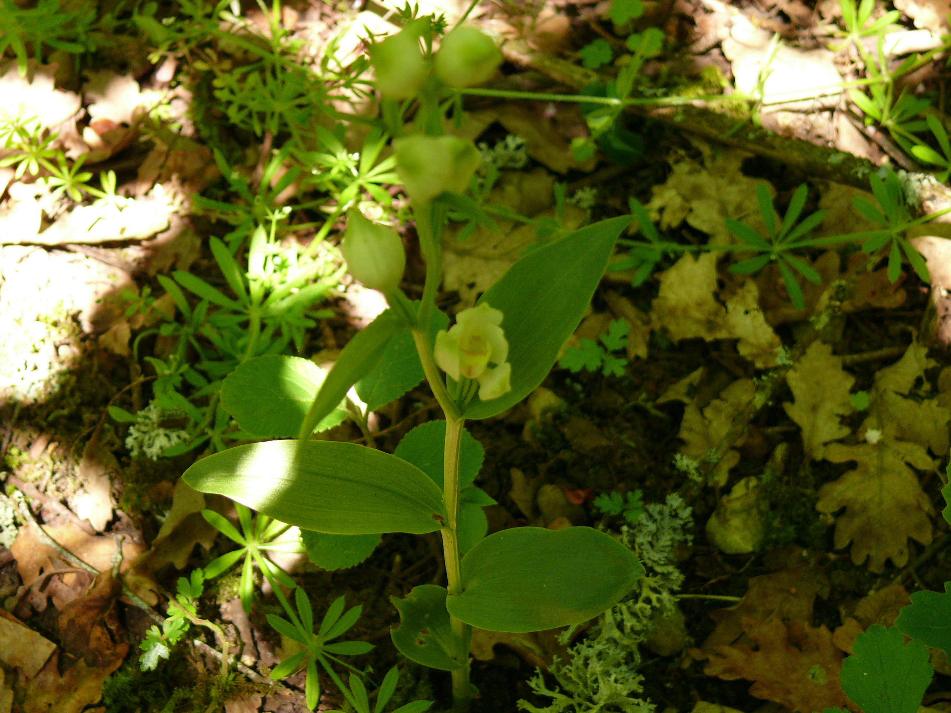 Céphalanthère pâle (<em>Cephalanthera damasonium</em> Mill.) - Une orchidée assez présente sur sol calcaire en bordure de Moulineux, sous-bois et bordure de chemin, observée début juin