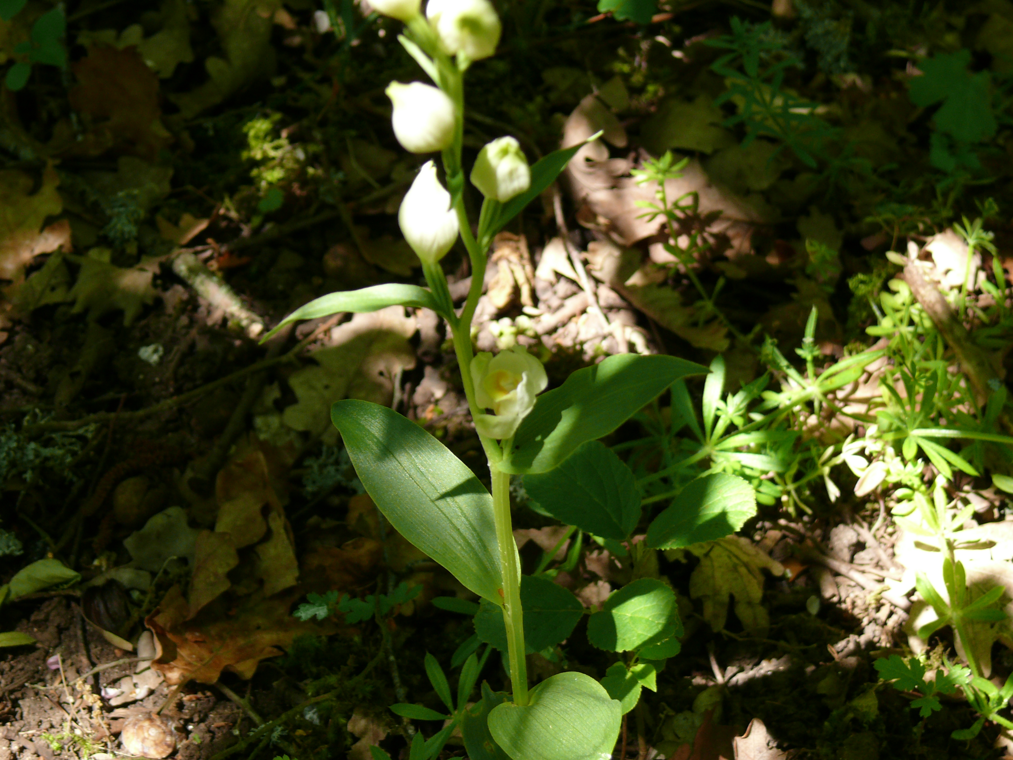 Céphalanthère pâle (<em>Cephalanthera damasonium</em> Mill.) - Une orchidée assez présente sur sol calcaire en bordure de Moulineux, sous-bois et bordure de chemin, observée début juin