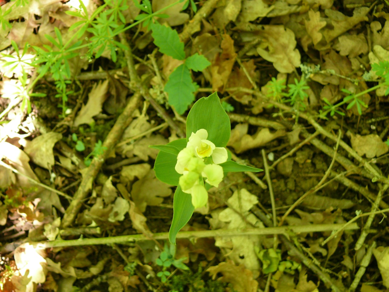 Céphalanthère pâle (<em>Cephalanthera damasonium</em> Mill.) - Une orchidée assez présente sur sol calcaire en bordure de Moulineux, sous-bois et bordure de chemin, observée début juin