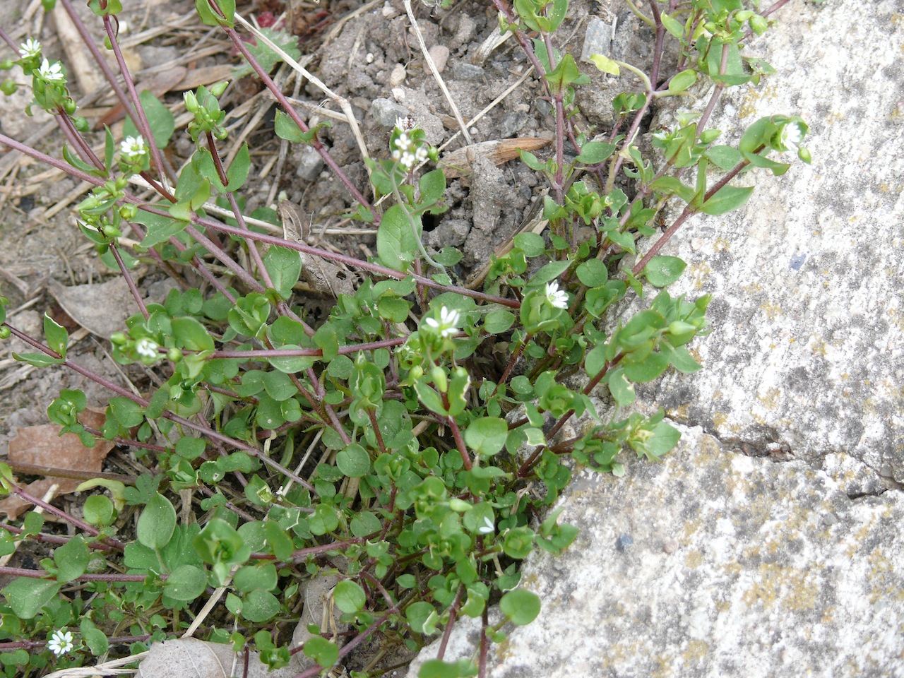 Céraiste commun (<em>Cerastum fontanum</em> Baumg.) - Très commun au premier printemps.