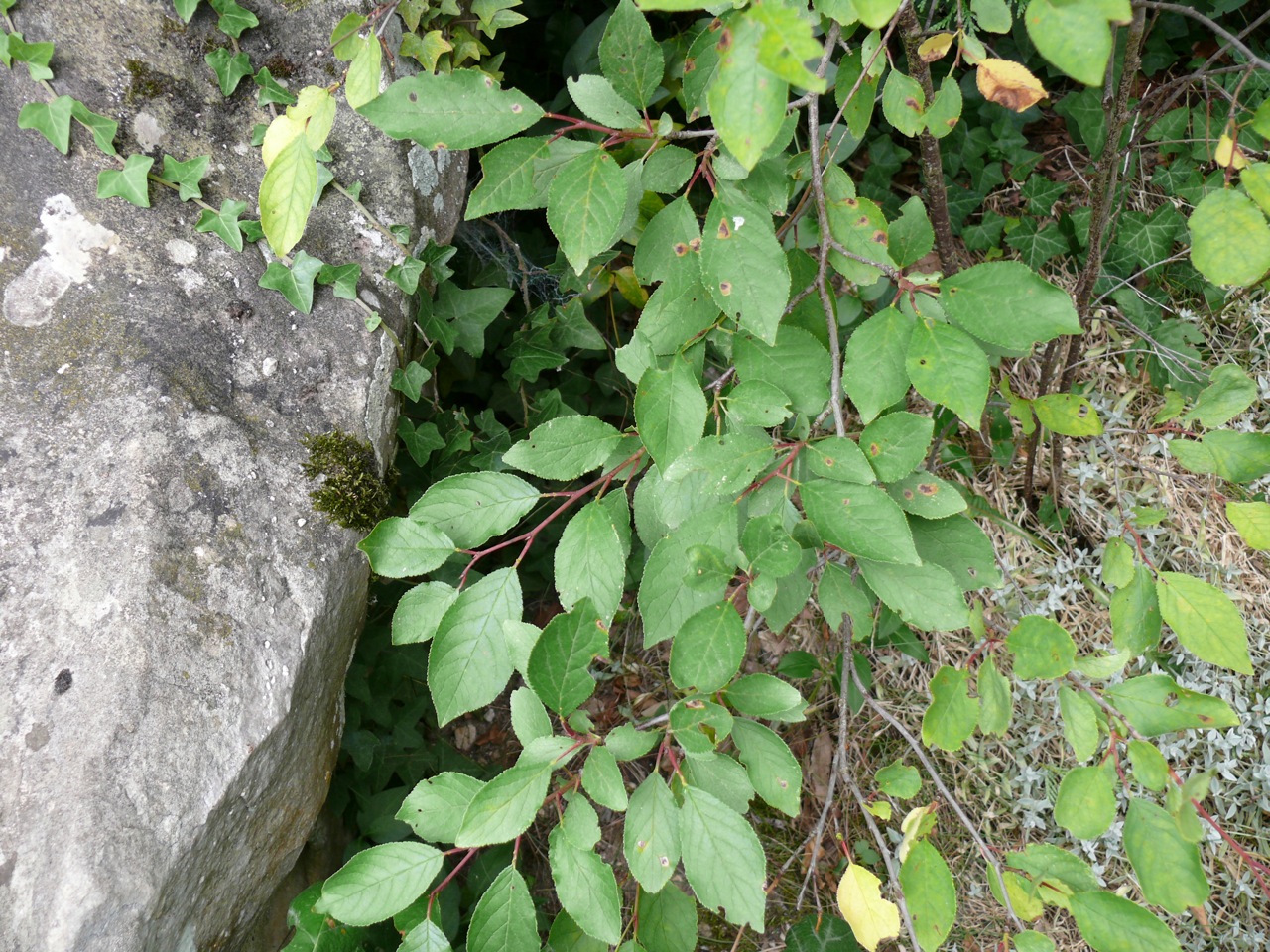 Cerisier de Sainte-Lucie (Prunus mahaleb L.) - 