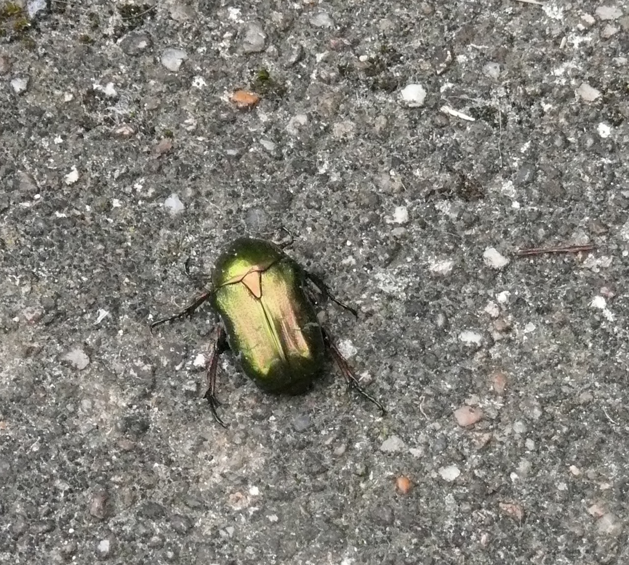 Cétoine dorée - Un insecte printanier