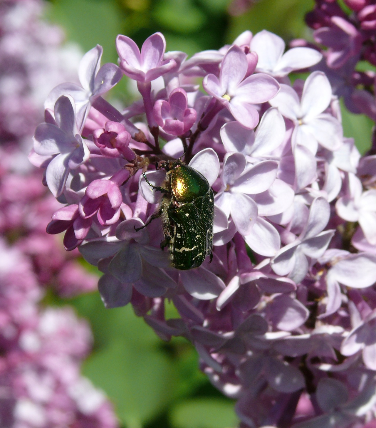 Cétoine dorée - Un insecte printanier
