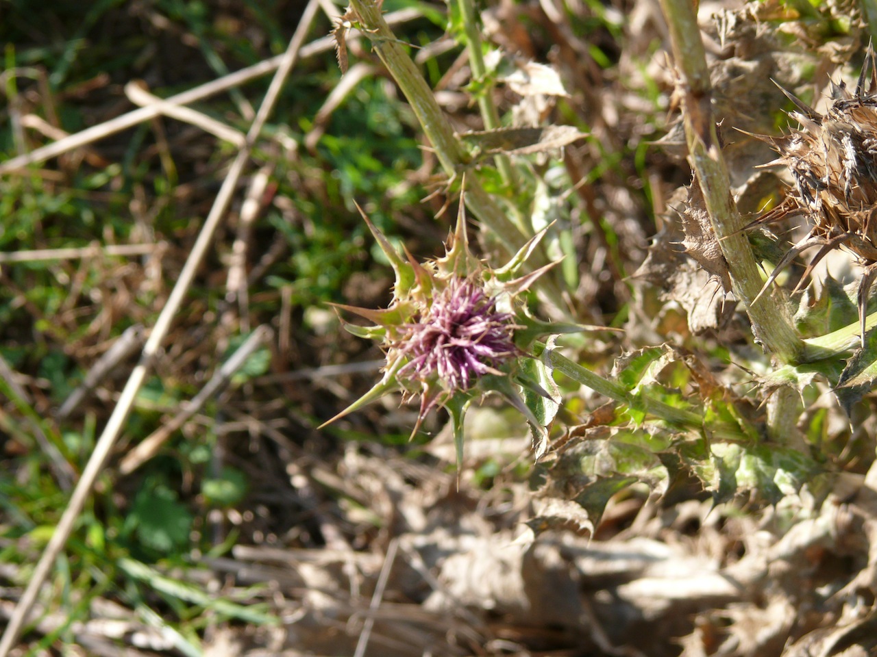 Chardon marie (<em>Silybum marianum</em> L.) - Un exemplaire repéré tardivement.