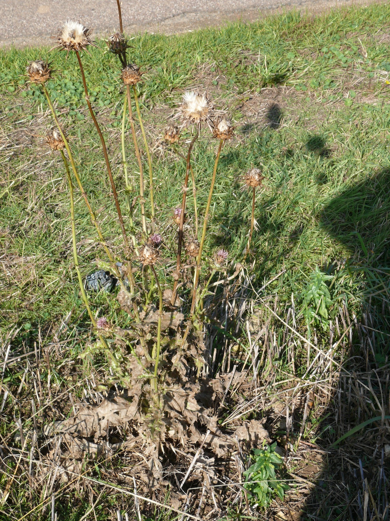 Chardon marie (<em>Silybum marianum</em> L.) - Un exemplaire repéré tardivement.