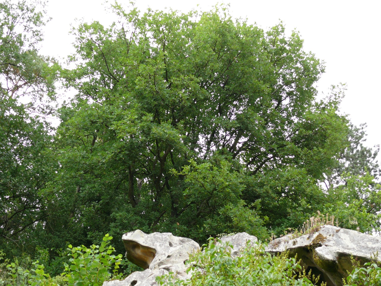 Chêne pubescent (<em>Quercus humilis</em> Mill.) - Très présent dans la vallée de Moulineux où il gagne du terrain, densément couvert de (petits) poils.
