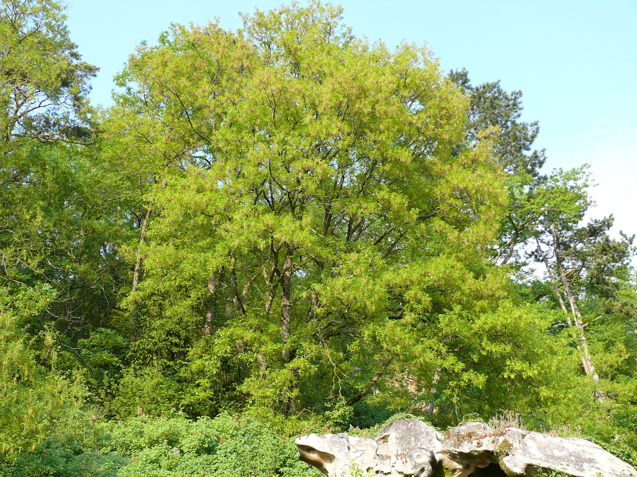 Chêne pubescent (<em>Quercus humilis</em> Mill.) - Très présent dans la vallée de Moulineux où il gagne du terrain, densément couvert de (petits) poils.