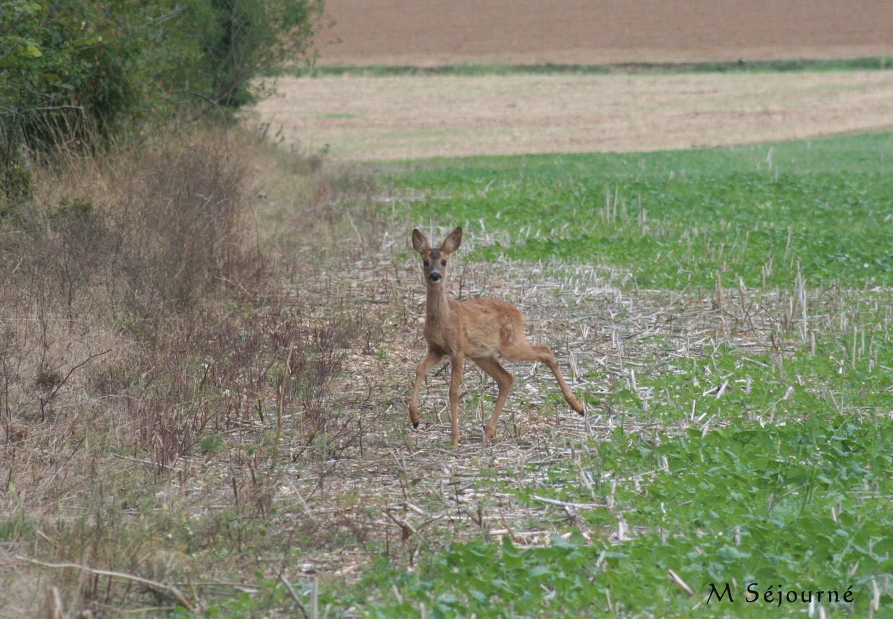 Chevreuil - 