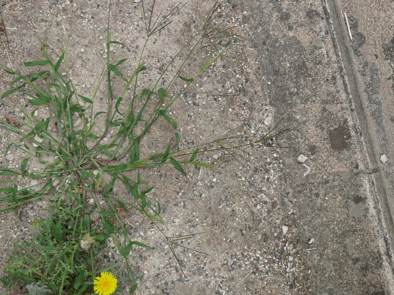 Chiendent dactyle (Cynodon dactylon L.) - Reconnaissable à ses inflorescence constituée par 4 à 7 grappes spiciformes digitées très grêles pouvant atteindre 5 cm de long