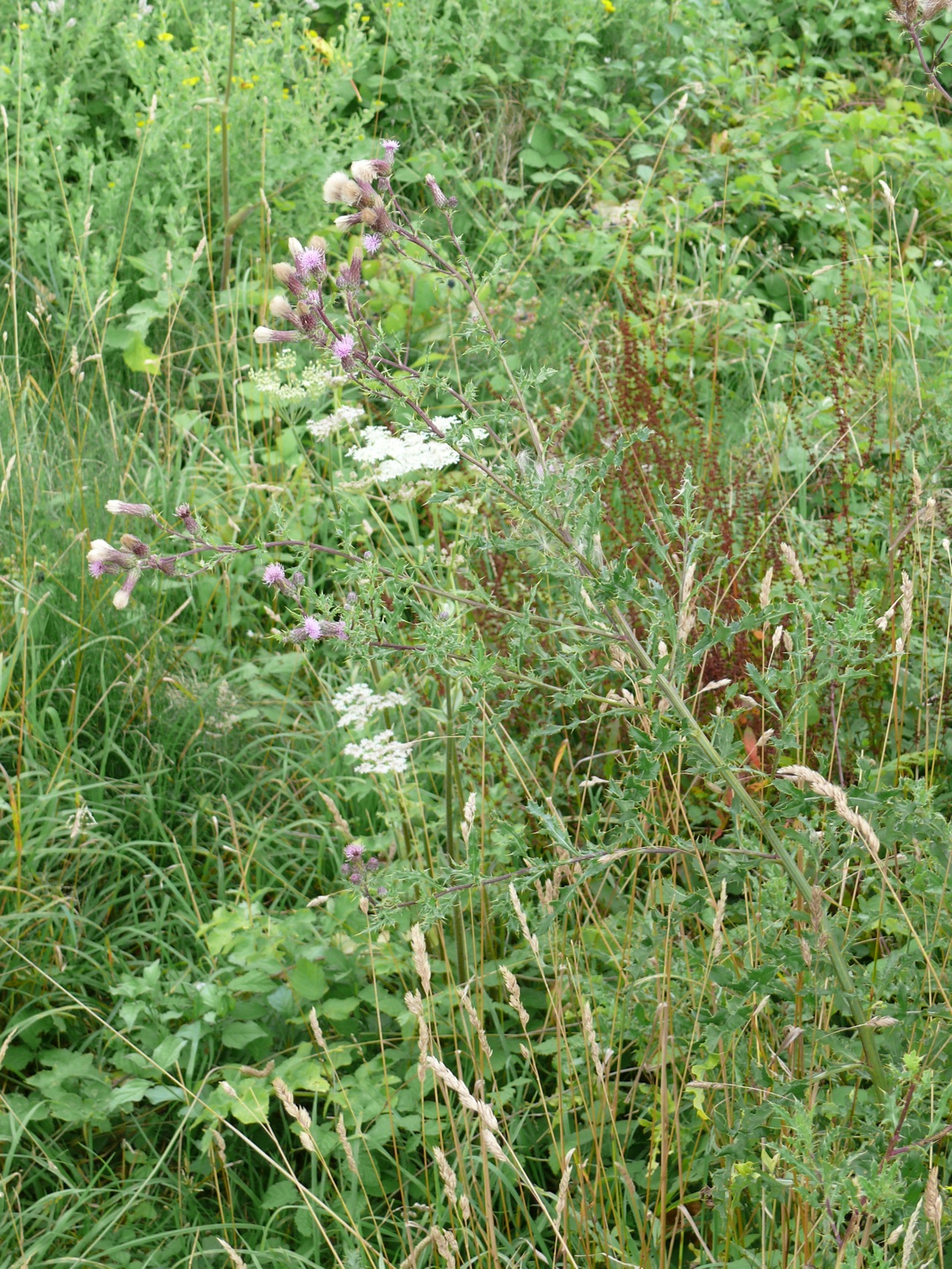 Cirse des champs (<em>Cirsum arvense</em> Scop.) - Une grande plante à feuilles très épineuses.