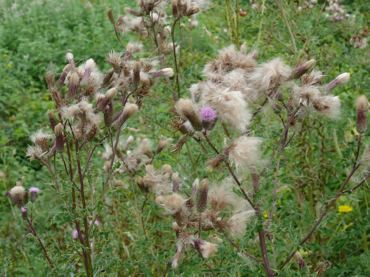 Cirse des champs (<em>Cirsum arvense</em> Scop.) - Une grande plante à feuilles très épineuses.
