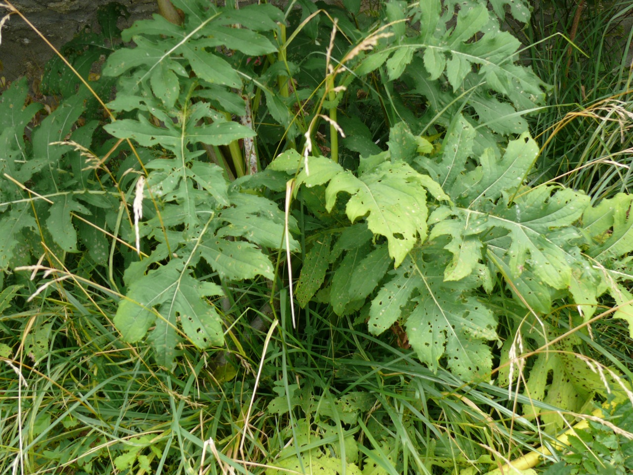 Cirse maraîcher (<em>Cirsium oleraceum</em> Scop.) - Une très grande plante, floraison en juillet, août.