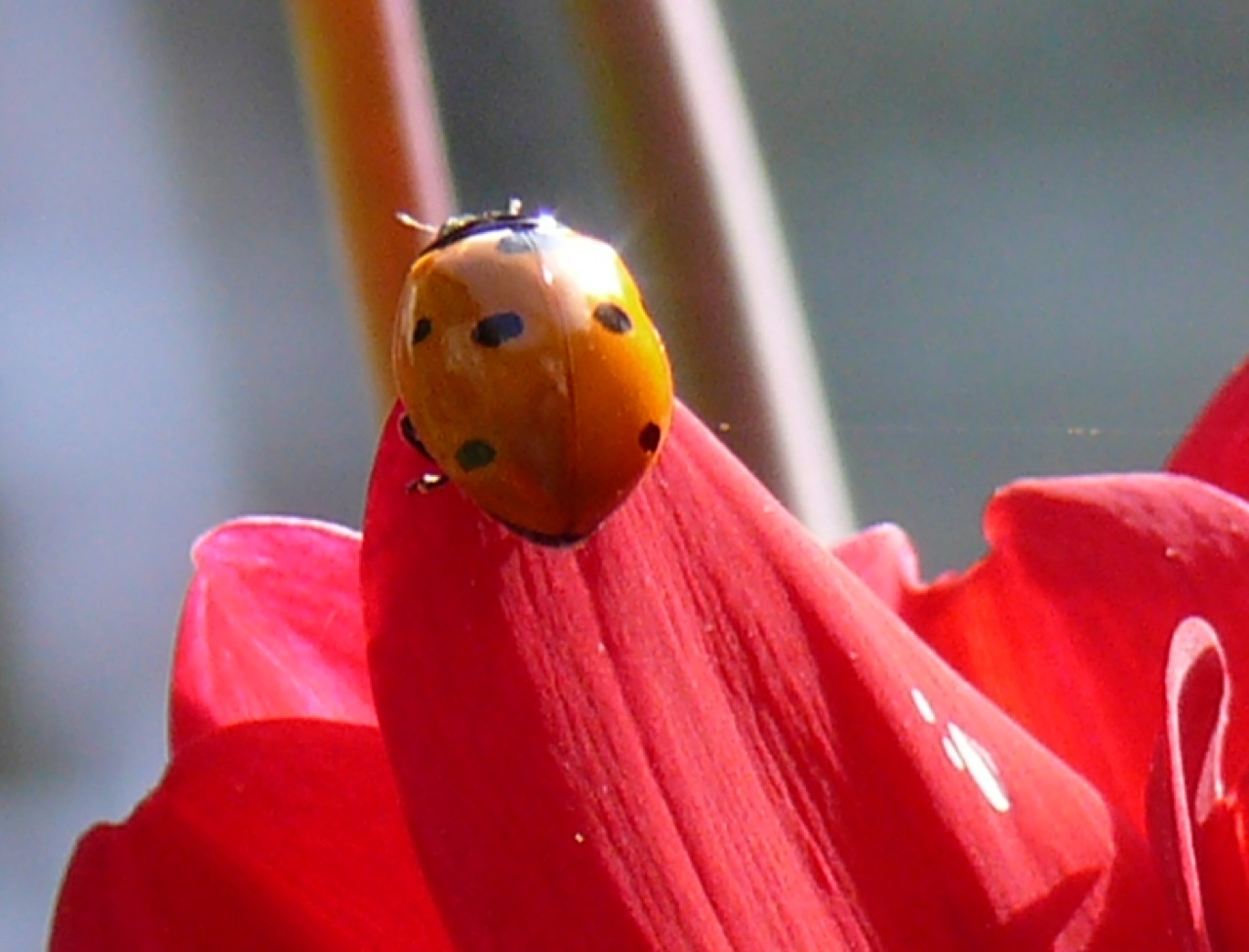 Coccinelle à sept points (<em>Coccinella septempunctata</em>) - Espèce indigène menacée par la coccinelle asiatique.