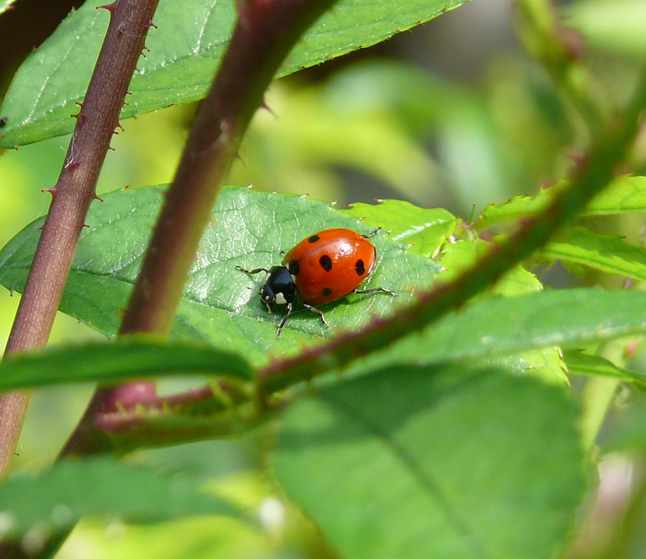 Coccinelle à sept points (<em>Coccinella septempunctata</em>) - Espèce indigène menacée par la coccinelle asiatique.