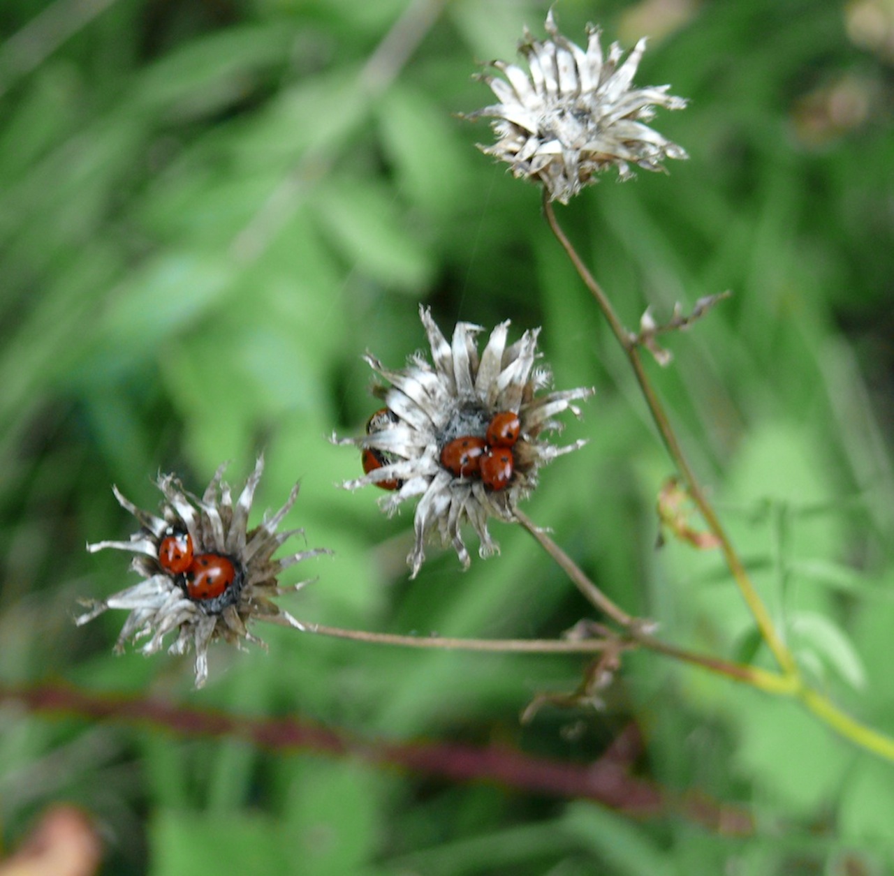 Coccinelle à sept points (<em>Coccinella septempunctata</em>) - Espèce indigène menacée par la coccinelle asiatique.