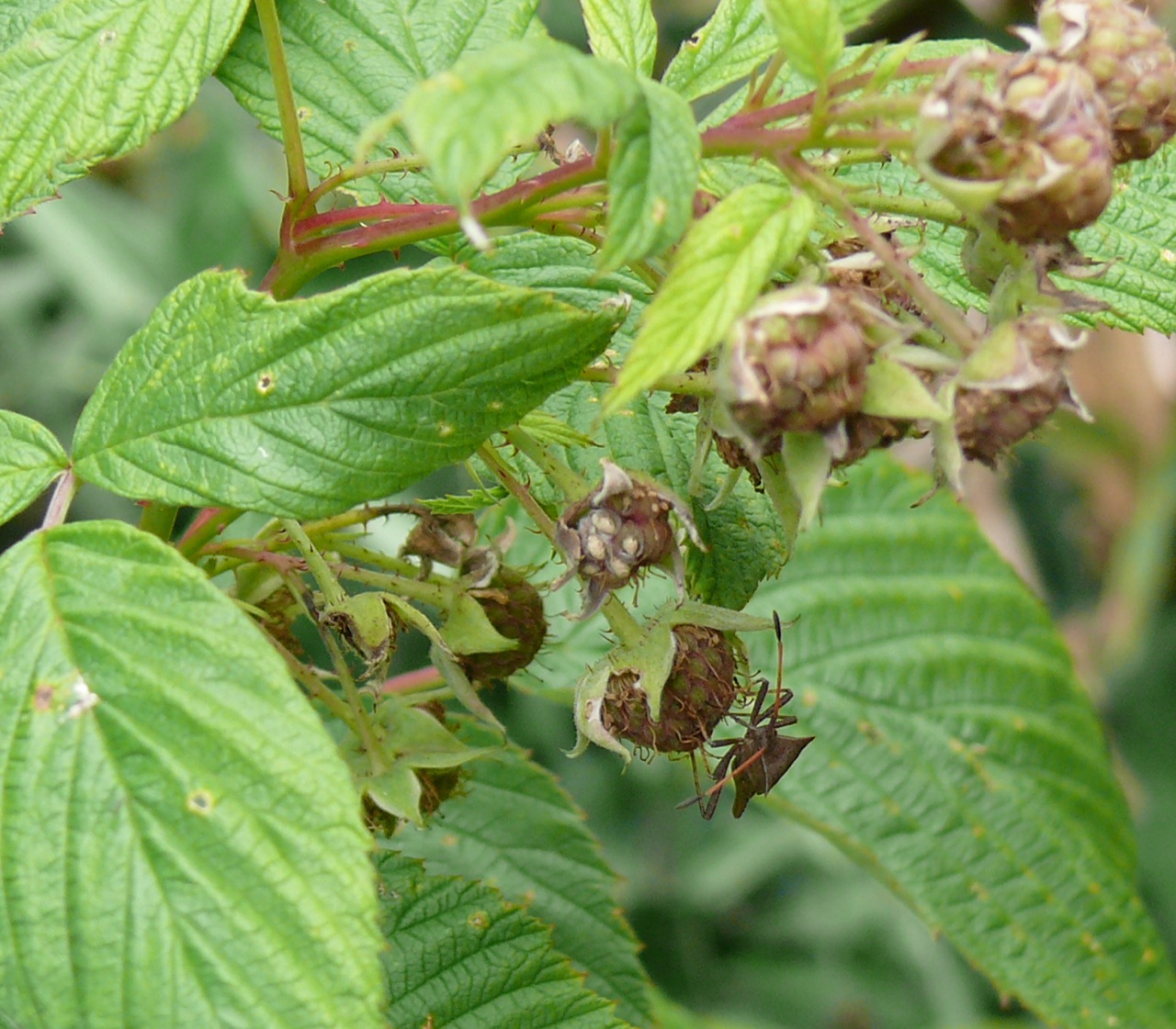 Coreus marginatus - Une punaise souvent sur les framboisiers