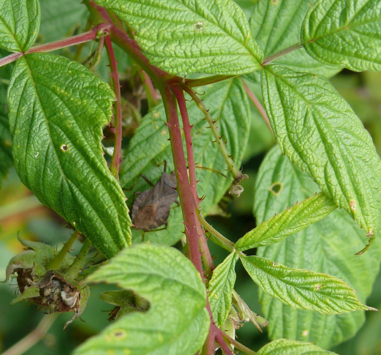 Coreus marginatus - Une punaise souvent sur les framboisiers